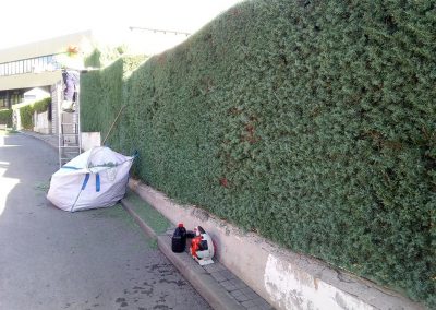 recorte-setos-comunidad-madrid (10)