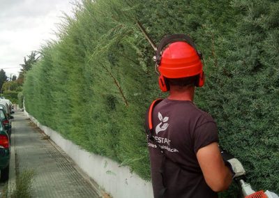 recorte-setos-comunidad-madrid (5)