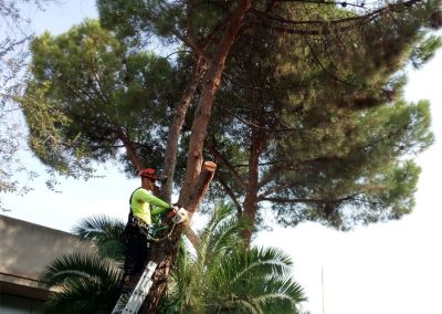 temporada-podas-2019-comunidad-de-madrid (1)