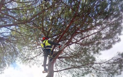 Temporada de Poda 2019/2020