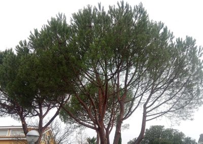 temporada-podas-2019-comunidad-de-madrid (3)