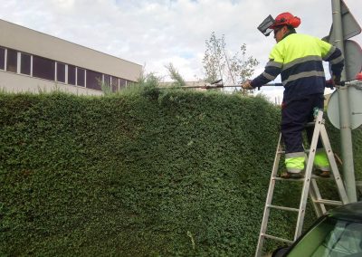 recorte-setos-comunidad-madrid-30